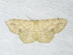 Scopula compensata