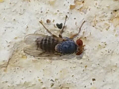 Prosopomyia pallida