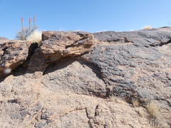 Aristida adscensionis