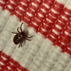 Dermacentor reticulatus