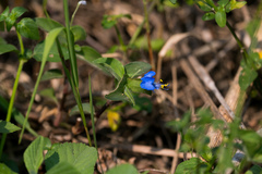 Commelina eckloniana