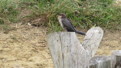 Microcarbo africanus