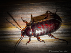 Helopini