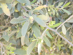 Diospyros lycioides lycioides