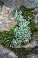 Sedum dasyphyllum