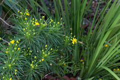Euryops brevipapposus