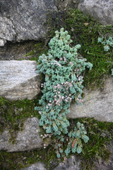 Sedum dasyphyllum