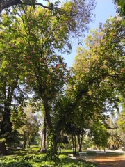 Aesculus × carnea