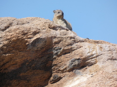 Procavia capensis capensis