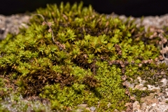 Nyholmiella obtusifolia