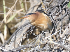 Ixobrychus minutus payesii