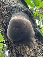 Fomitiporia punctata