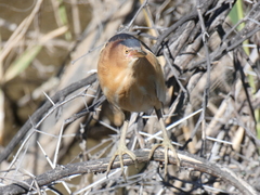 Ixobrychus minutus payesii