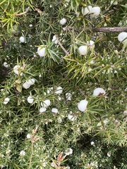Leptecophylla juniperina