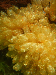 Ecteinascidia turbinata