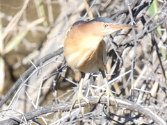 Ixobrychus minutus payesii