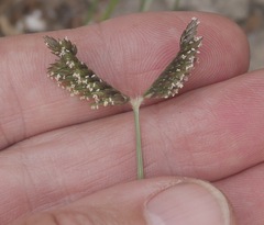 Eleusine tristachya