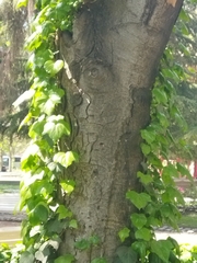 Aesculus × carnea