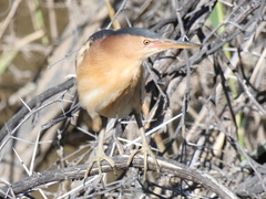 Ixobrychus minutus payesii