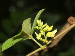 Rhynchosia volubilis