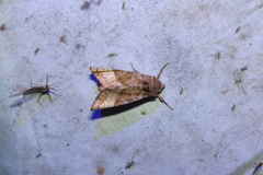 Phlogophora periculosa