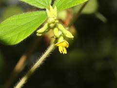Rhynchosia volubilis