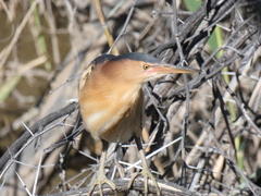 Ixobrychus minutus payesii