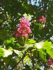 Aesculus × carnea