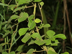 Rhynchosia volubilis