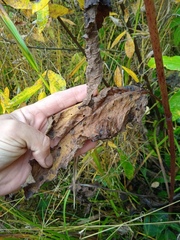 Rumex aquaticus