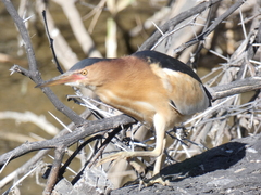 Ixobrychus minutus payesii