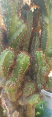 Cereus repandus