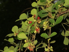 Rhynchosia volubilis