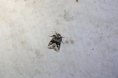 Lacinipolia olivacea