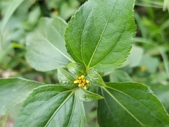 Synedrella nodiflora