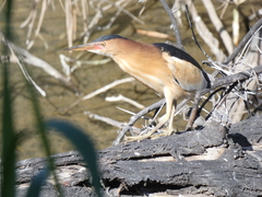 Ixobrychus minutus payesii