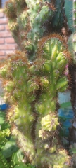Cereus repandus