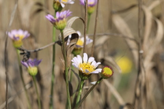 Afroaster serrulatus