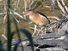 Ixobrychus minutus payesii
