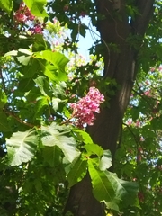 Aesculus × carnea