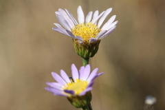 Afroaster serrulatus