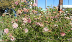 Mimosa texana