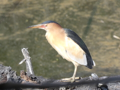 Ixobrychus minutus payesii