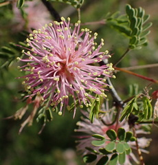 Mimosa texana
