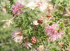 Mimosa texana