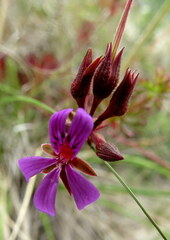 Pelargonium grossularioides