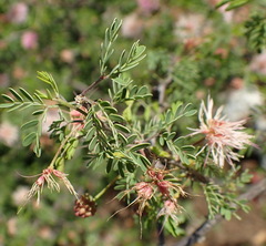 Mimosa texana