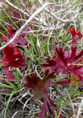 Pelargonium grossularioides