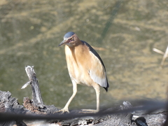 Ixobrychus minutus payesii