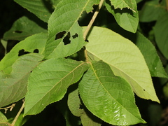 Callicarpa formosana formosana